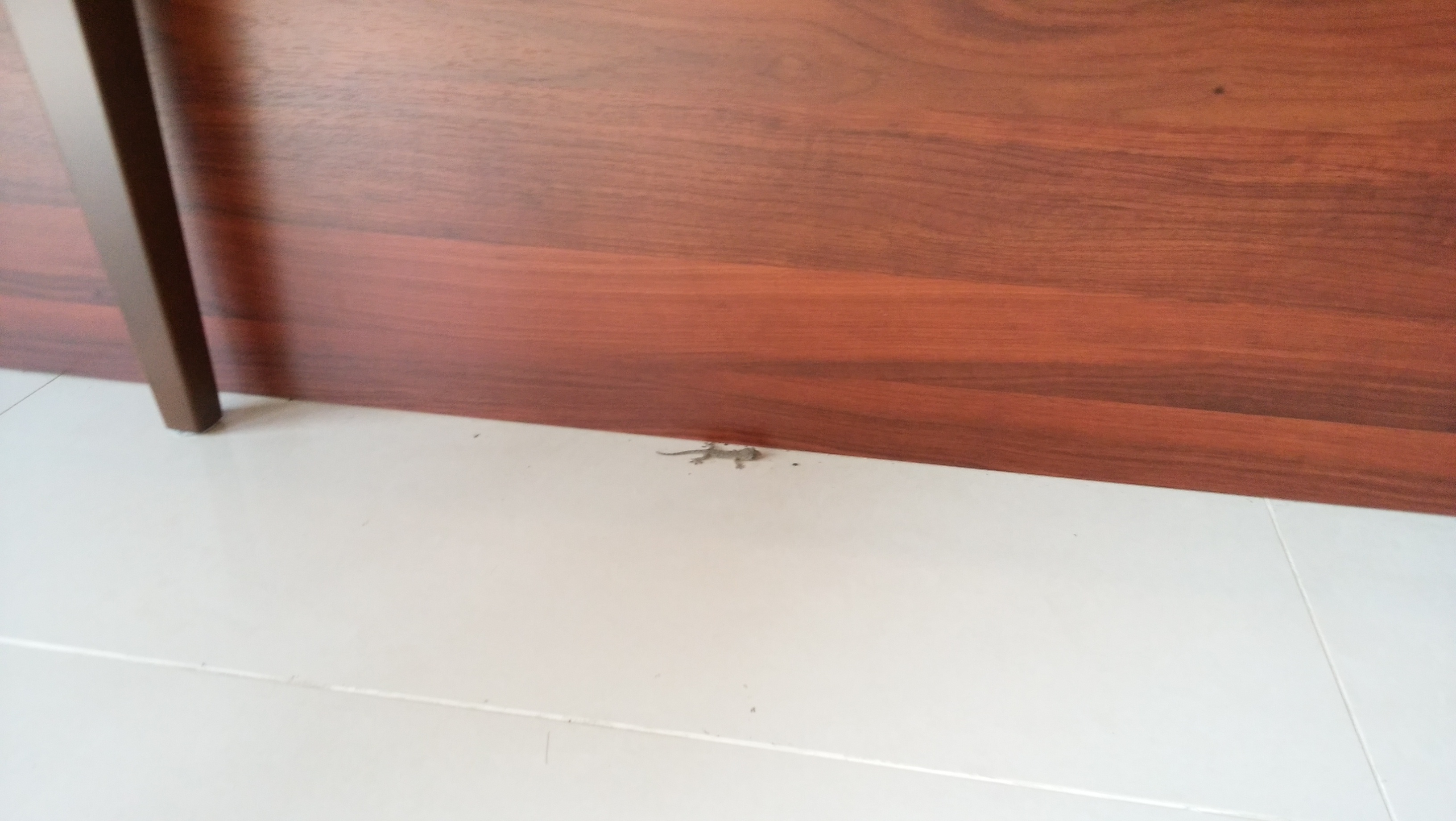 〇〇〇が現れた！