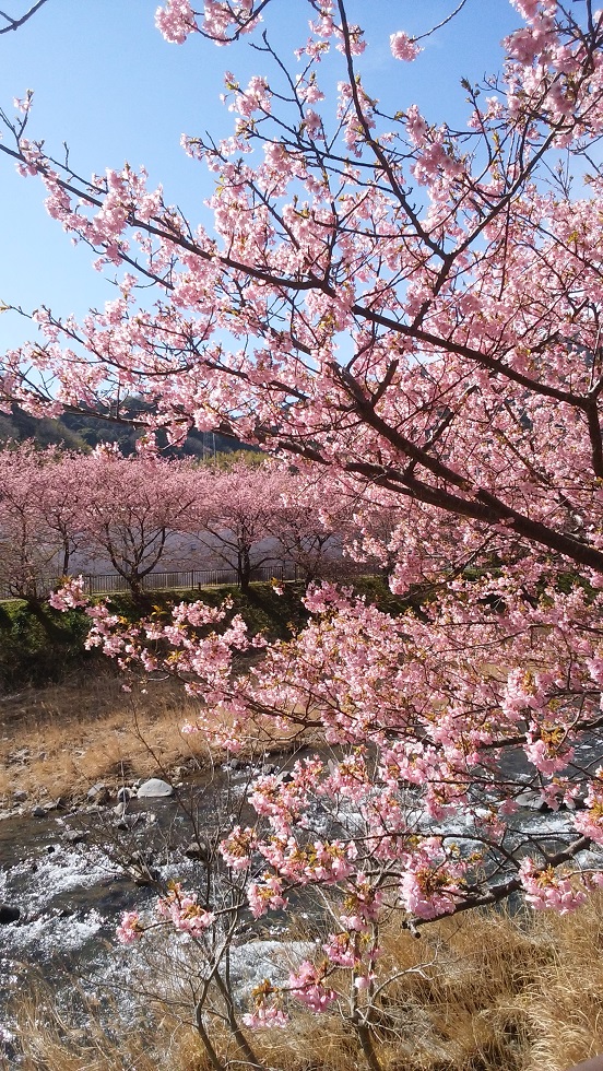 桜を見に行ってきました