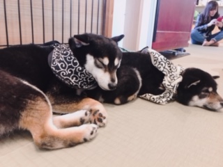 豆柴カフェに行ってきました★