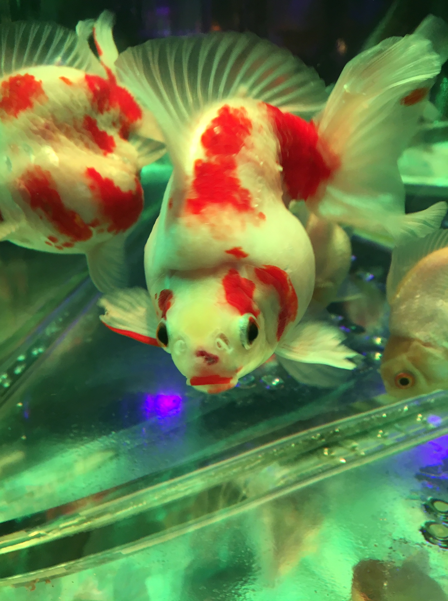 金魚がいっぱい@銀座