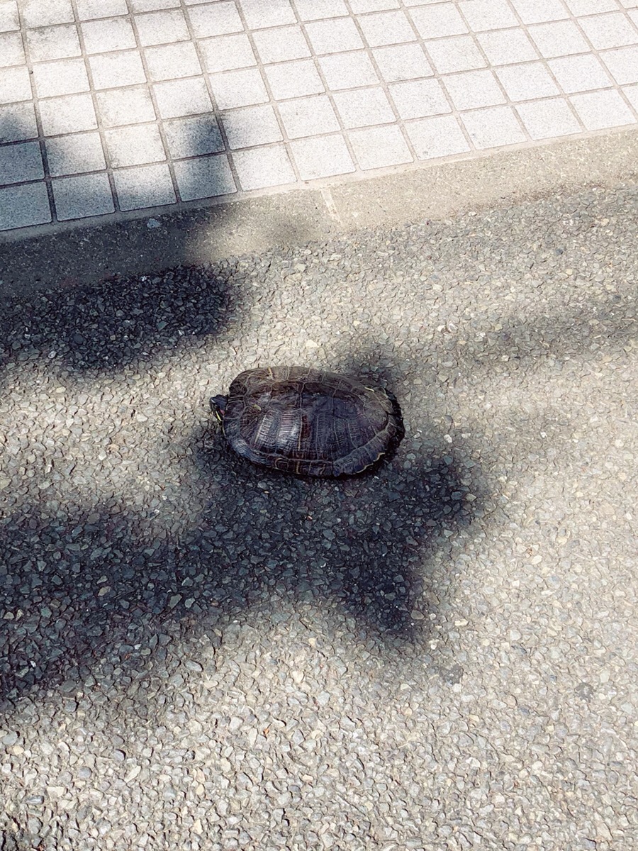 暖かくなりましたね