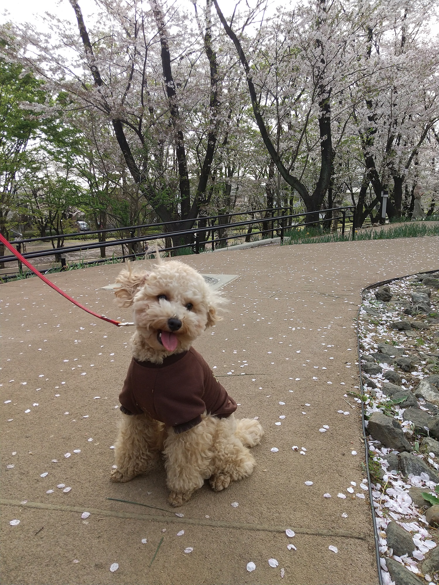 愛犬と自転車回収
