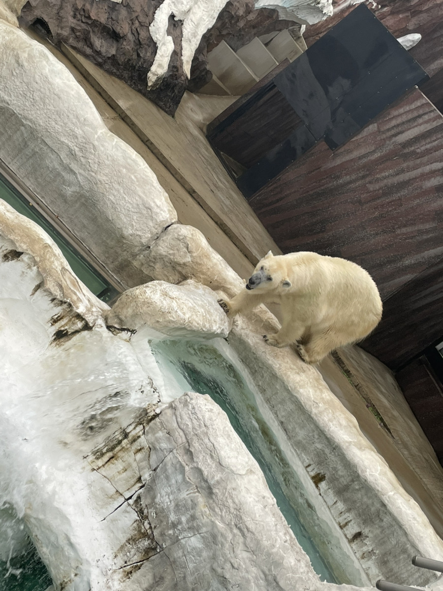 上野のくまさん🐻❄️と豚カツ🐷と試験🏢