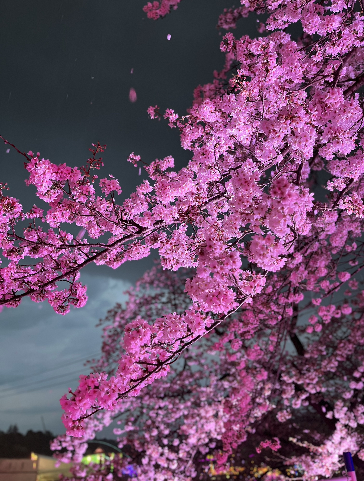 夜桜ジュエルミネーション